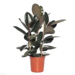 Фикус горшечный